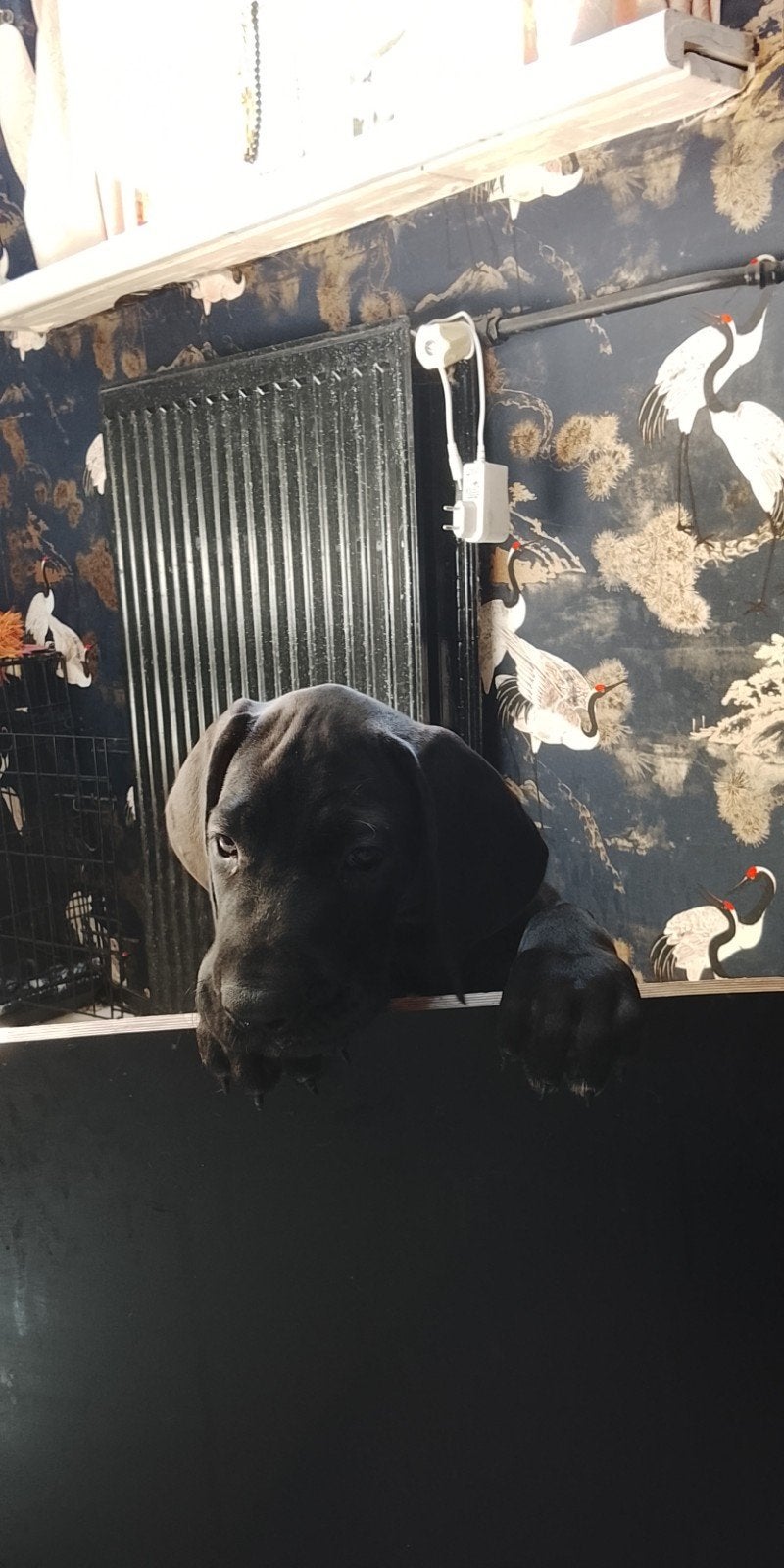 Cane Corso pupje 90% geen Corso de laatste, Overige rassen, 8 tot 15 weken, Teef, Parvo