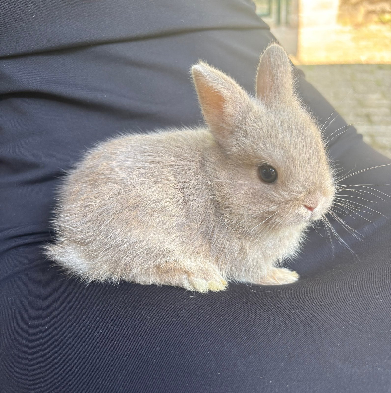 Dwergkonijntjes te koop!🐇, Meerdere dieren, Dwerg, 0 tot 2 jaar