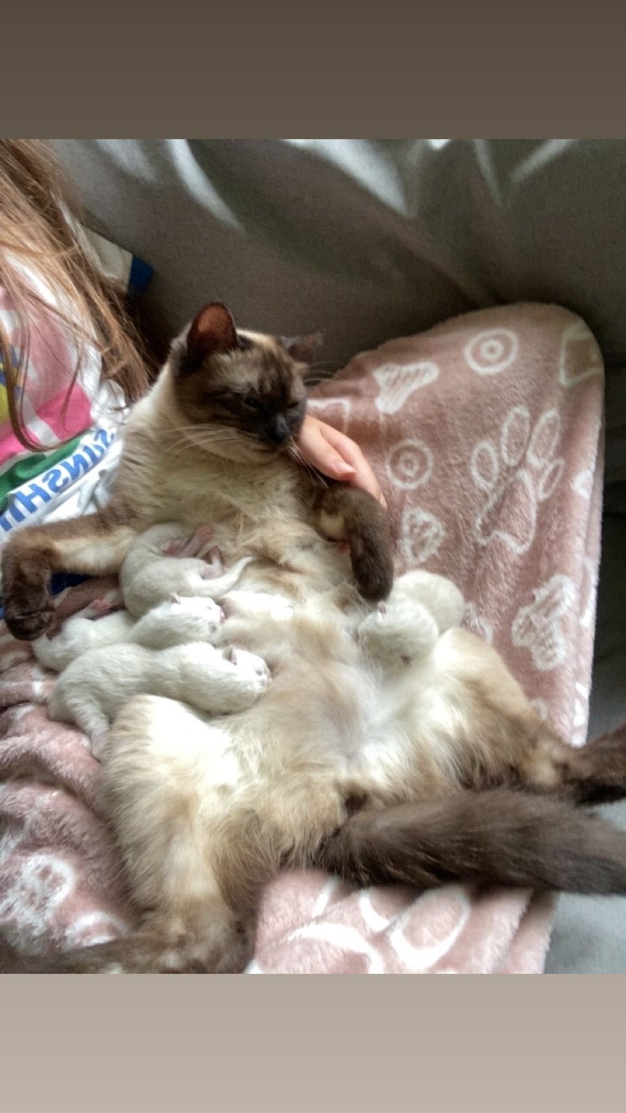 Siamees kittens (2poesjes,1katertje), Dieren en Toebehoren, Meerdere dieren, Kortharig, 0 tot 2 jaar