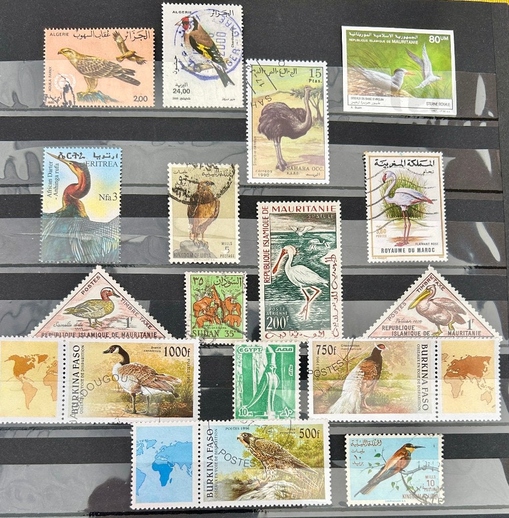 Restkavel vogels Noord-Afrika, Verzenden, Dier of Natuur