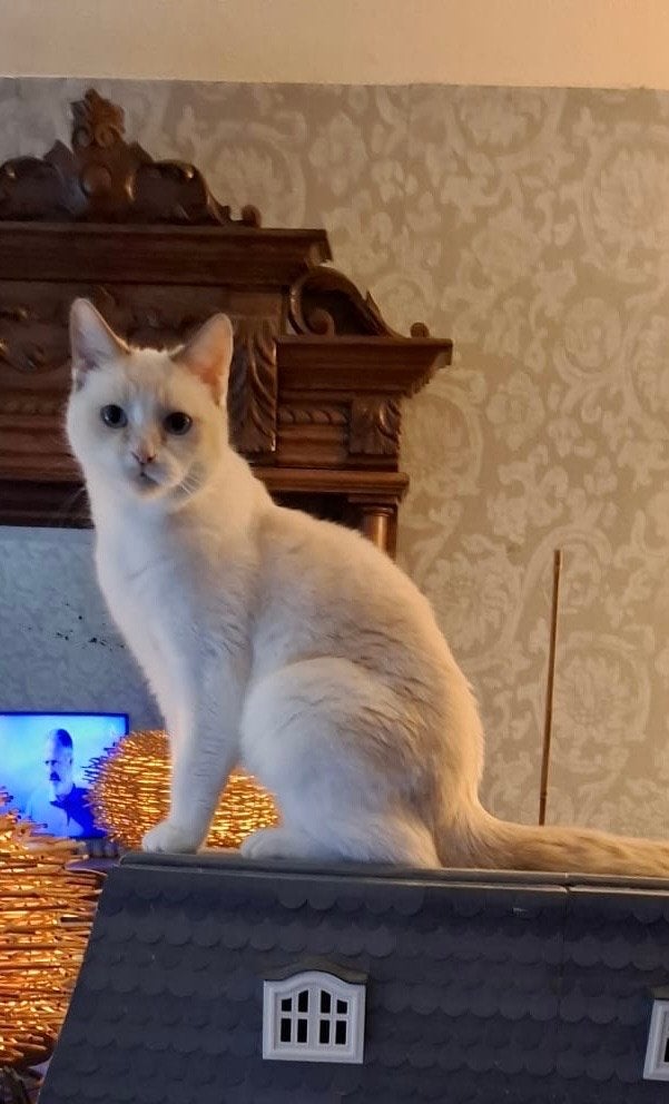 Poes 9 jaar rustig huisje gezocht, Poes, Kortharig, 6 jaar of ouder