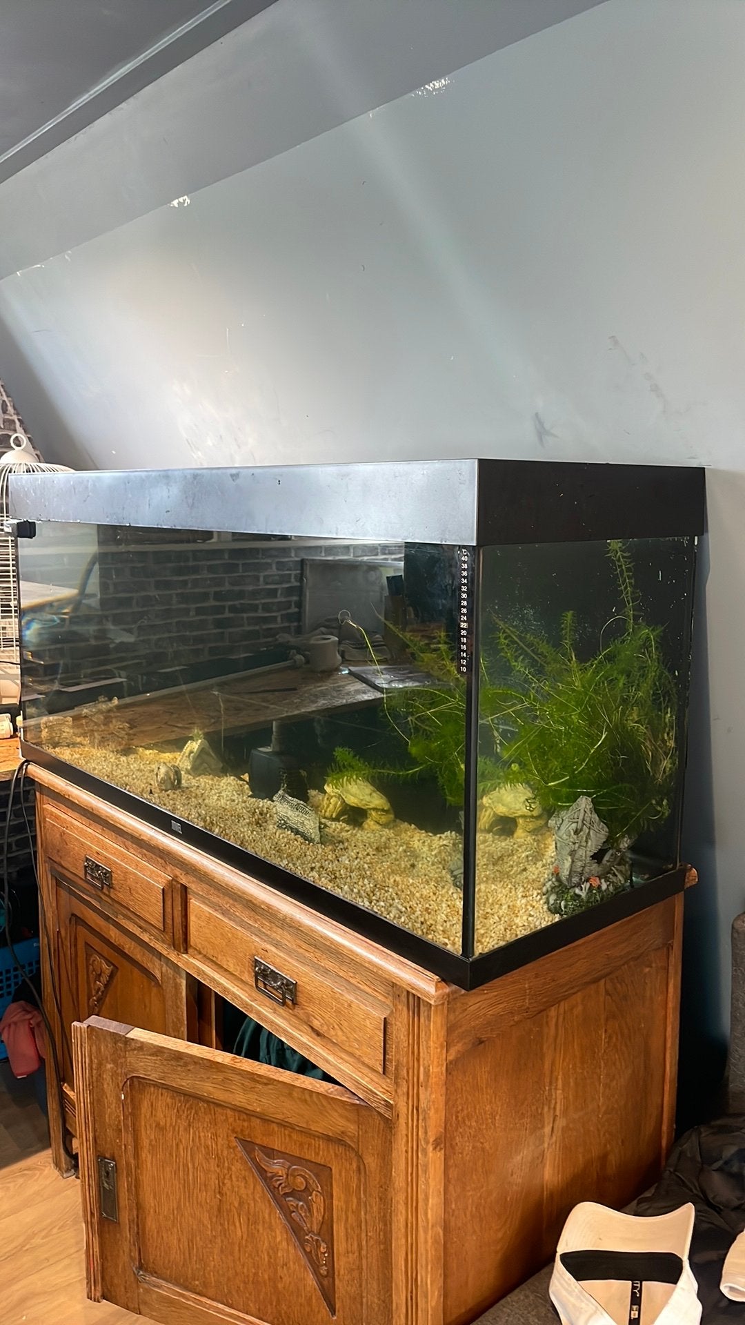 Groot juwel aquarium, Ophalen, Pomp, Juwel, Gevuld zoetwateraquarium