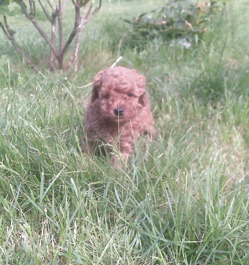 Toypoedel / dwergpoedel Pups (reutjes), Dieren en Toebehoren, Poedel, 8 tot 15 weken, Meerdere, Meerdere dieren