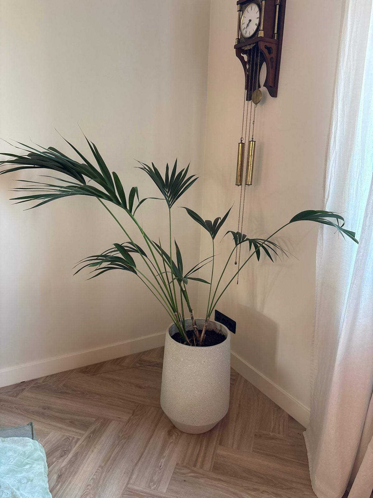 Grote Areca Palm in stijlvolle pot, Huis en Inrichting, Kamerplanten, Ophalen, Palm, Halfschaduw, In pot