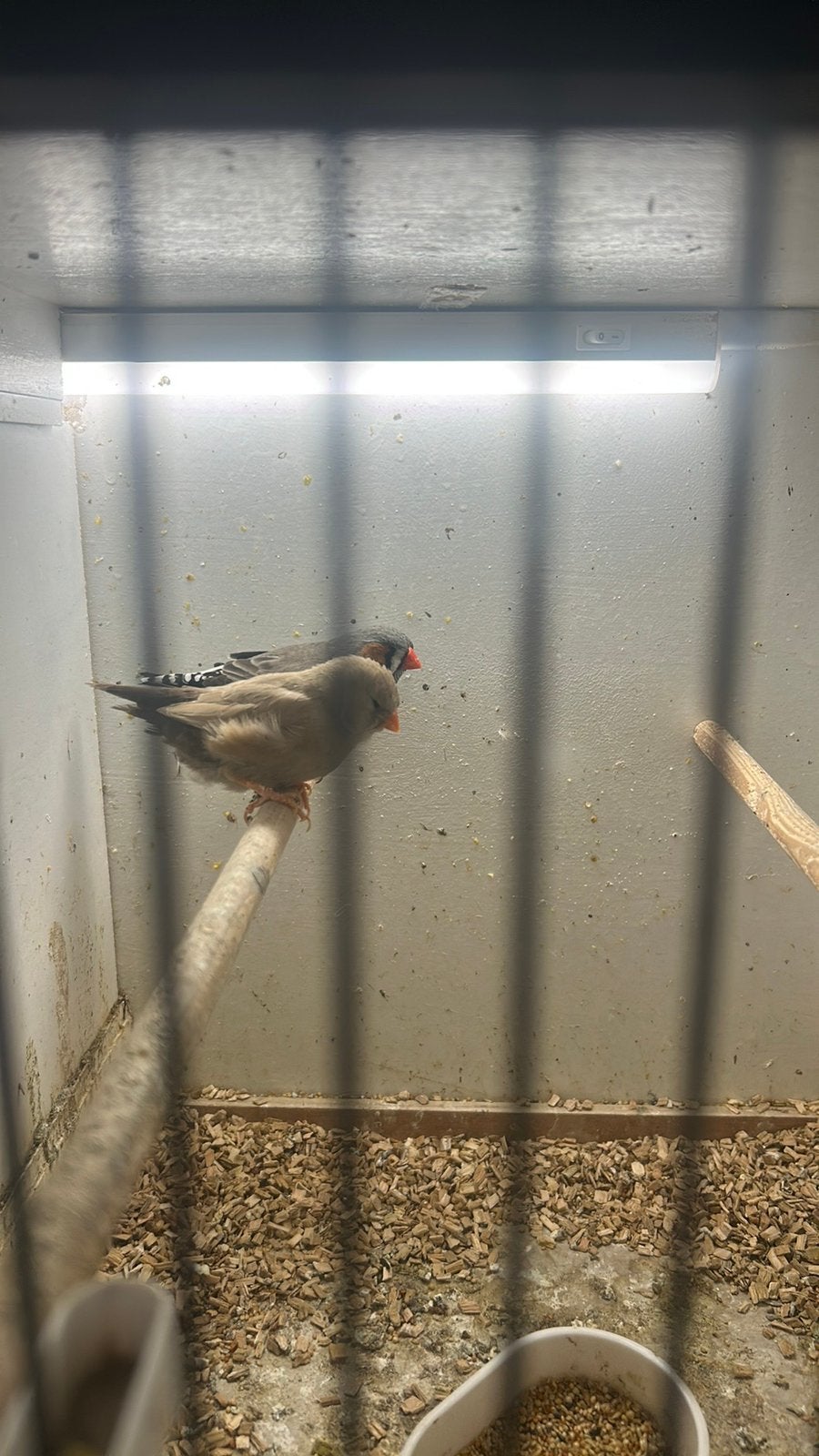 1x split en 3x charcoal, Dieren en Toebehoren, Meerdere dieren