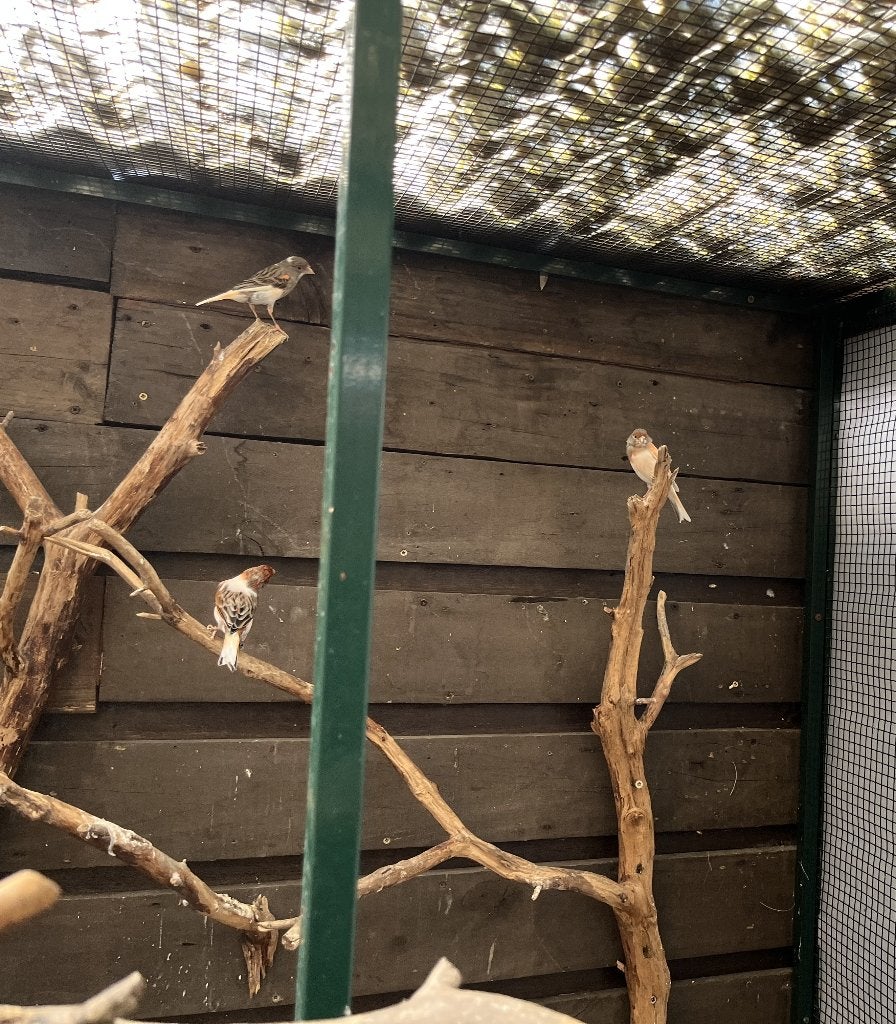 3 Harlekijnen, Dieren en Toebehoren, Vogels | Kanaries, Meerdere dieren, Kleurkanarie