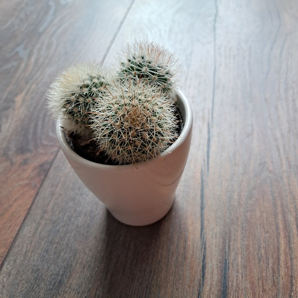 Kleine kaktus. Gratis, Ophalen, Halfschaduw, Minder dan 100 cm, In pot
