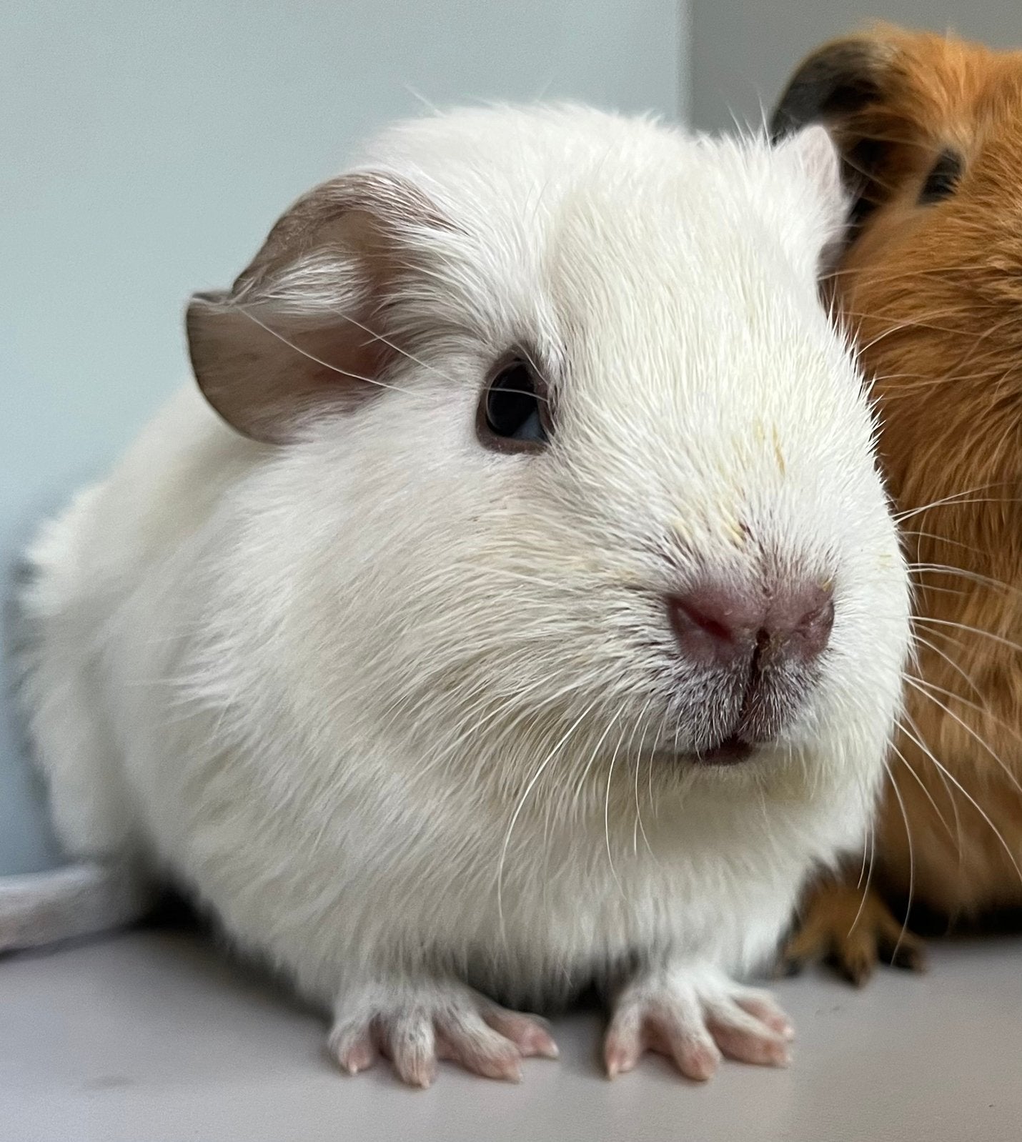 Schattig wit beertje (mogelijk California), Dieren en Toebehoren, Knaagdieren, Cavia, Augustus, Mannelijk, Tam