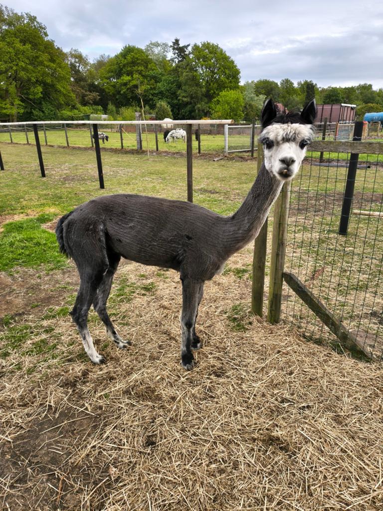 Blauw grijze alpaca hengst 5 jaar, Dieren en Toebehoren, Juli, Mannelijk