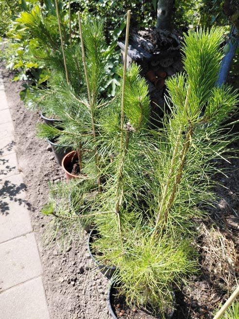 Zeeden, Bloeit niet, Overige soorten, 100 tot 250 cm, Ophalen