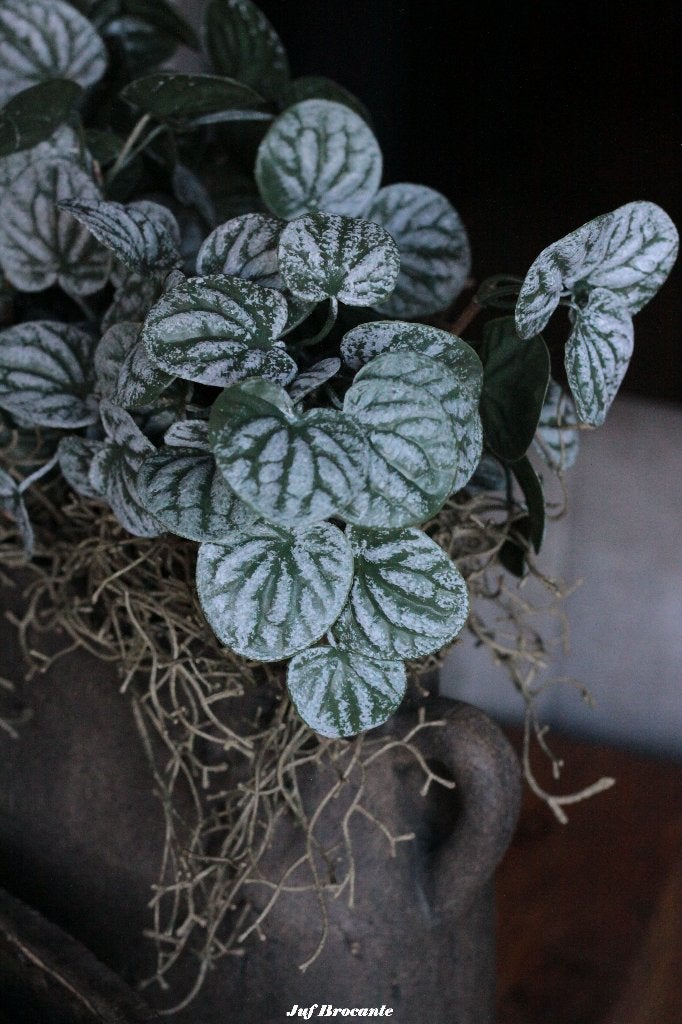 SYLXZ Bush Saintpaulia Dark Green, Www.jufbrocante.nl, Www.jufbrocante.nl, Nieuw, Ophalen of Verzenden