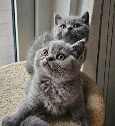 Zilveren Britse Korthaar kittens, Dieren en Toebehoren, Kater, Kortharig, 0 tot 2 jaar