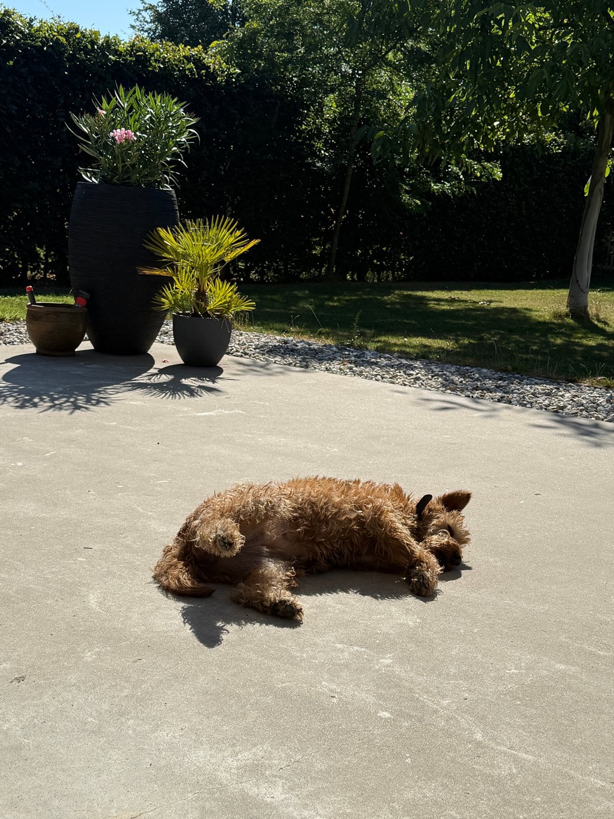 Gezocht: vaste oppas voor onze hond (Dichteren/Wijnbergen), Reu, Eén hond, Nederland, Particulier