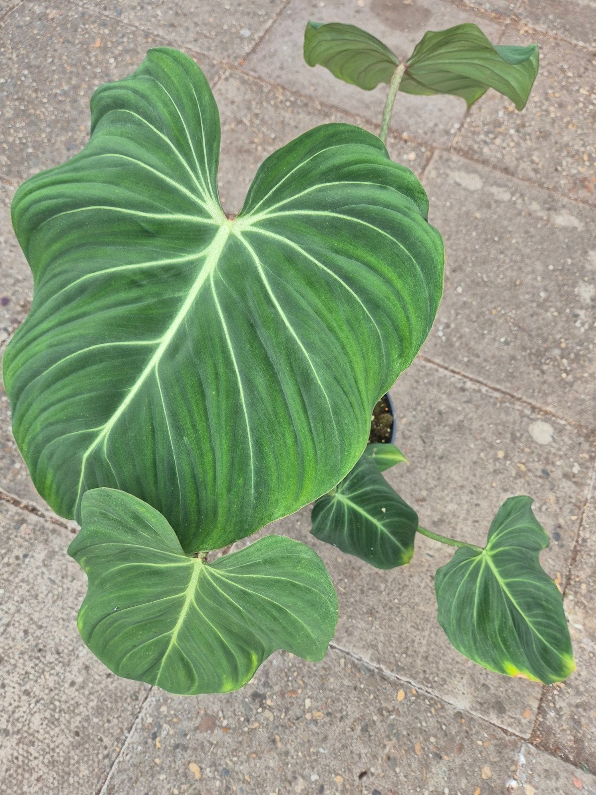 Philodendron Gloriosum XXL p21 (1), Ophalen of Verzenden, Halfschaduw, Minder dan 100 cm