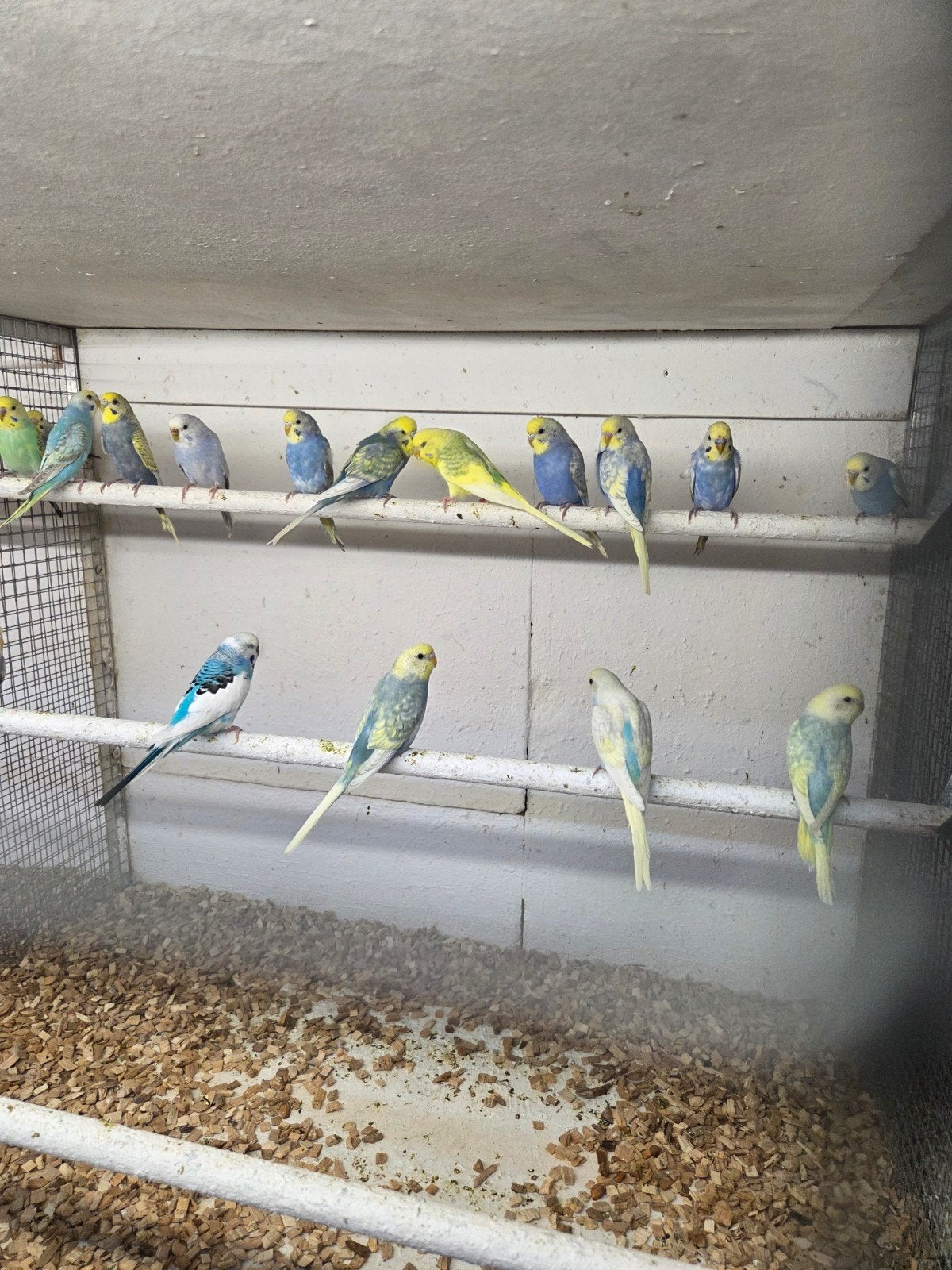 diverse kromsnavels, Dieren en Toebehoren, Meerdere dieren, Parkiet
