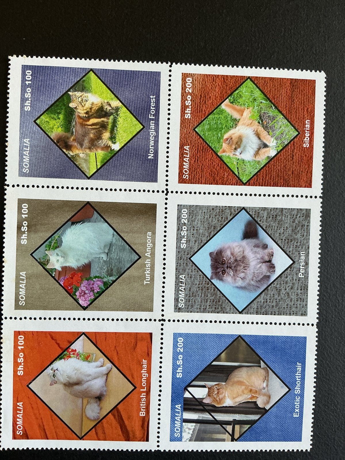 Somalië postzegels - Kattenrassen (6 stuks), Ophalen of Verzenden, Overige landen, Postfris