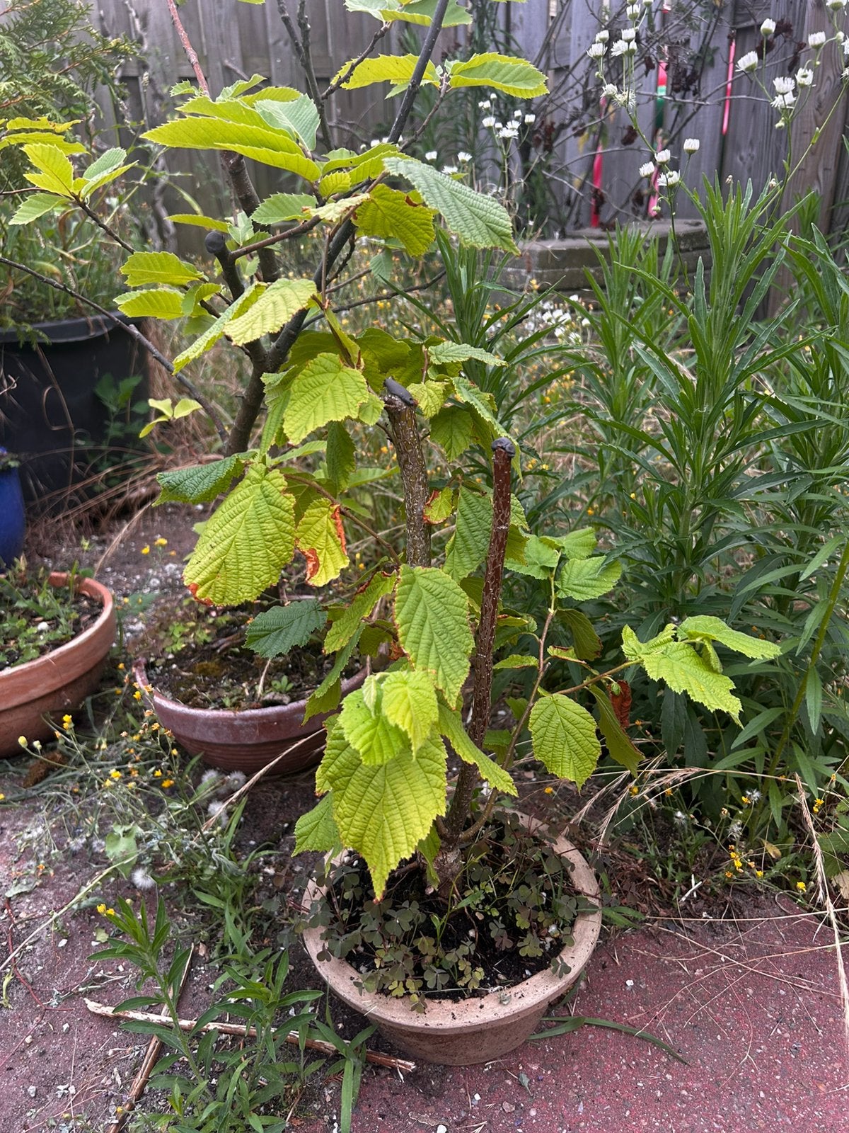 Beuk pre-bonsai, Volle zon, Vaste plant, Bloeit niet, Ophalen