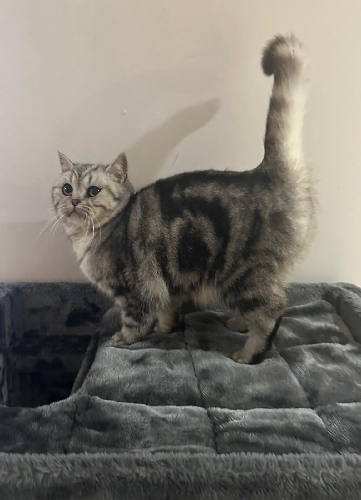 Lieve britse korthaar silver black tabby poes te koop, Poes, Gechipt, 0 tot 2 jaar
