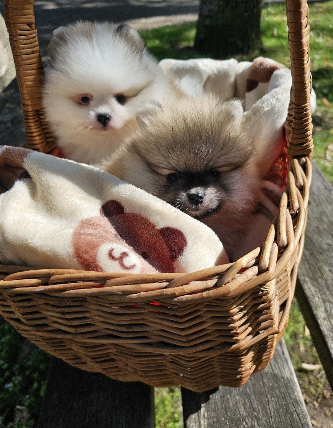 pomeranian pomeriaan dwergkeesje puppy's, Parvo, Keeshond, Reu, 8 tot 15 weken