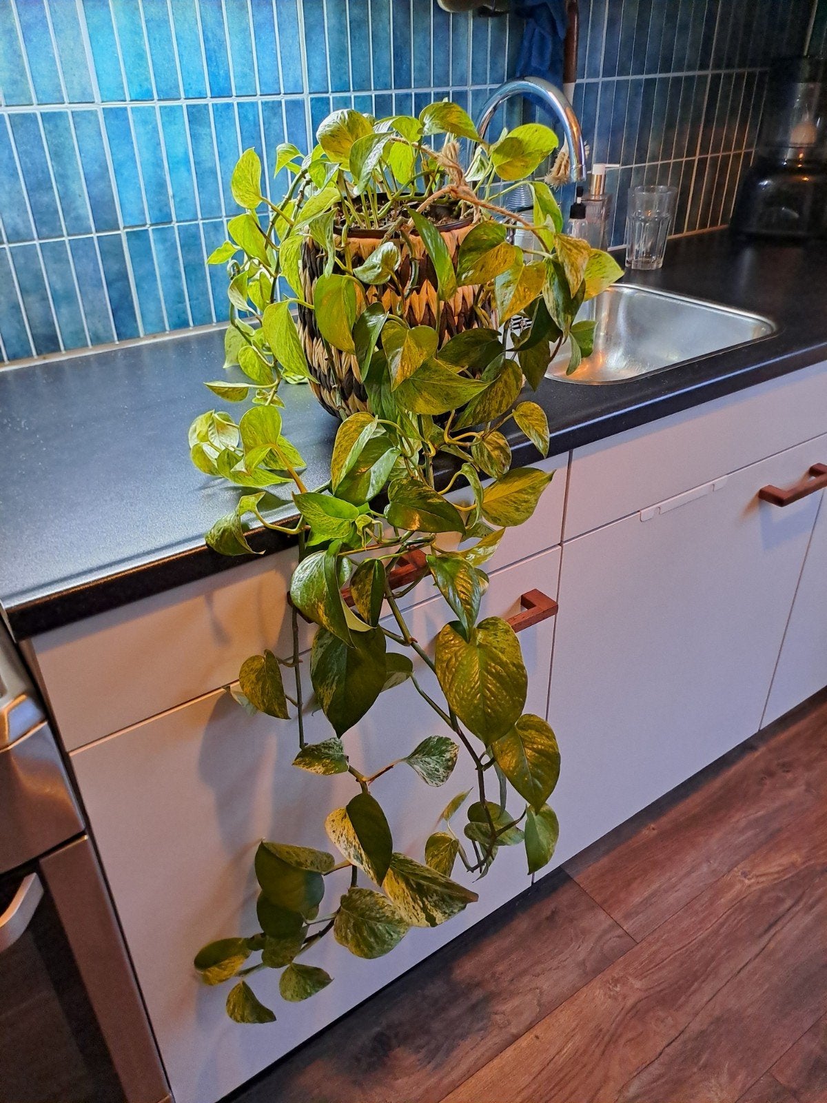 Grote epipremnum aureum / drakenklimop incl. pot, 100 tot 150 cm, In pot, Groene kamerplant, Halfschaduw