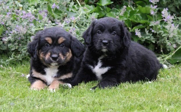 Unieke friese stabij x novascotia ducktolling retriever pups, Parvo, Overige rassen, 8 tot 15 weken, Meerdere