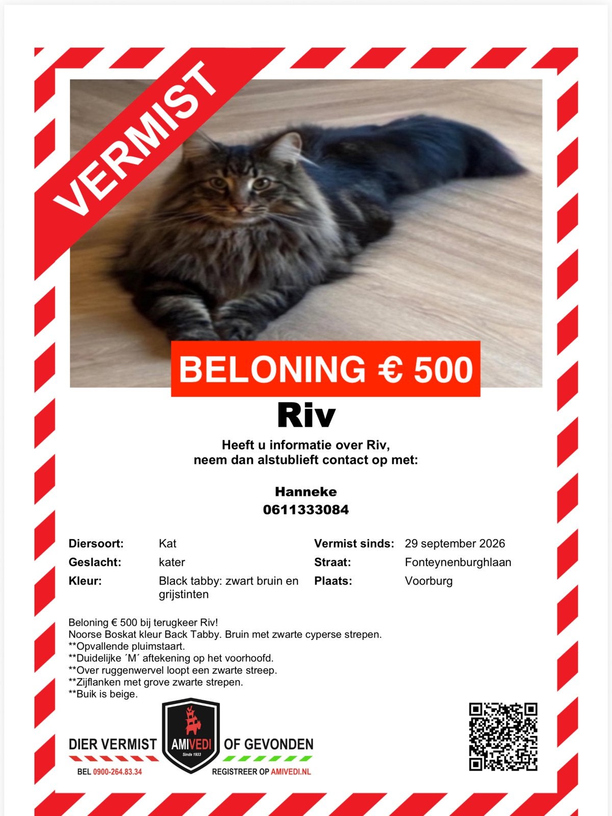 Noorse boskat Riv sinds 29 september vermist. Beloning € 500, Dieren en Toebehoren, Kater, Gechipt, 0 tot 2 jaar