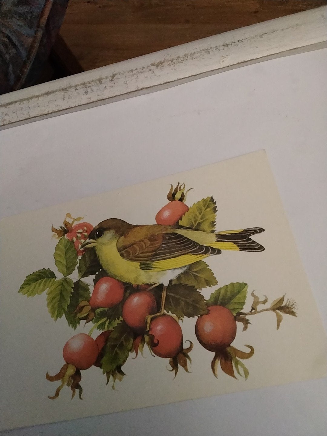 Vintage Ansichtkaart: GROENLING op Rozenbottelstruik, Ophalen of Verzenden, 1960 tot 1980, Ongelopen, Natuur