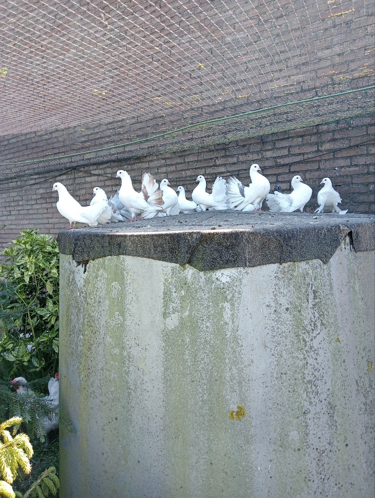 te koop pauwstaart duiven, Dieren en Toebehoren, Vogels | Duiven, Meerdere dieren, Postduif