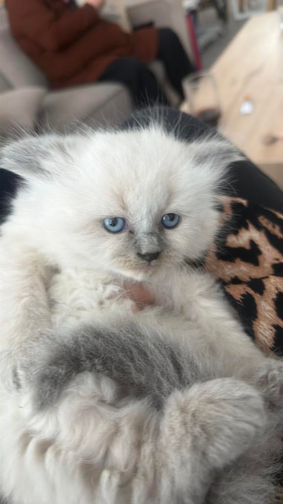 Ragdoll kittens, Meerdere dieren, Gechipt, 0 tot 2 jaar