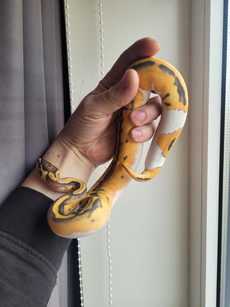 (Super) Orange Dream Hypo Piebald 1.0 man 2025, Dieren en Toebehoren, Slang, Met terrarium, 0 tot 2 jaar