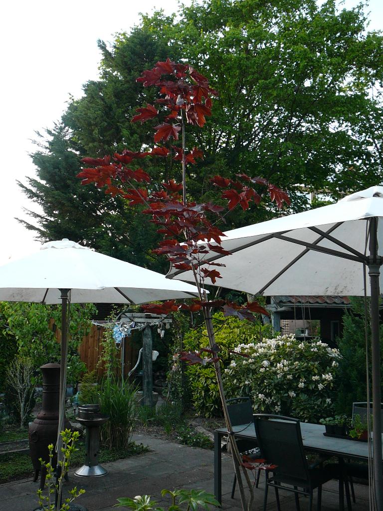 ACER Platanoides rood blad, Halfschaduw, Overige soorten, Lente, 100 tot 250 cm