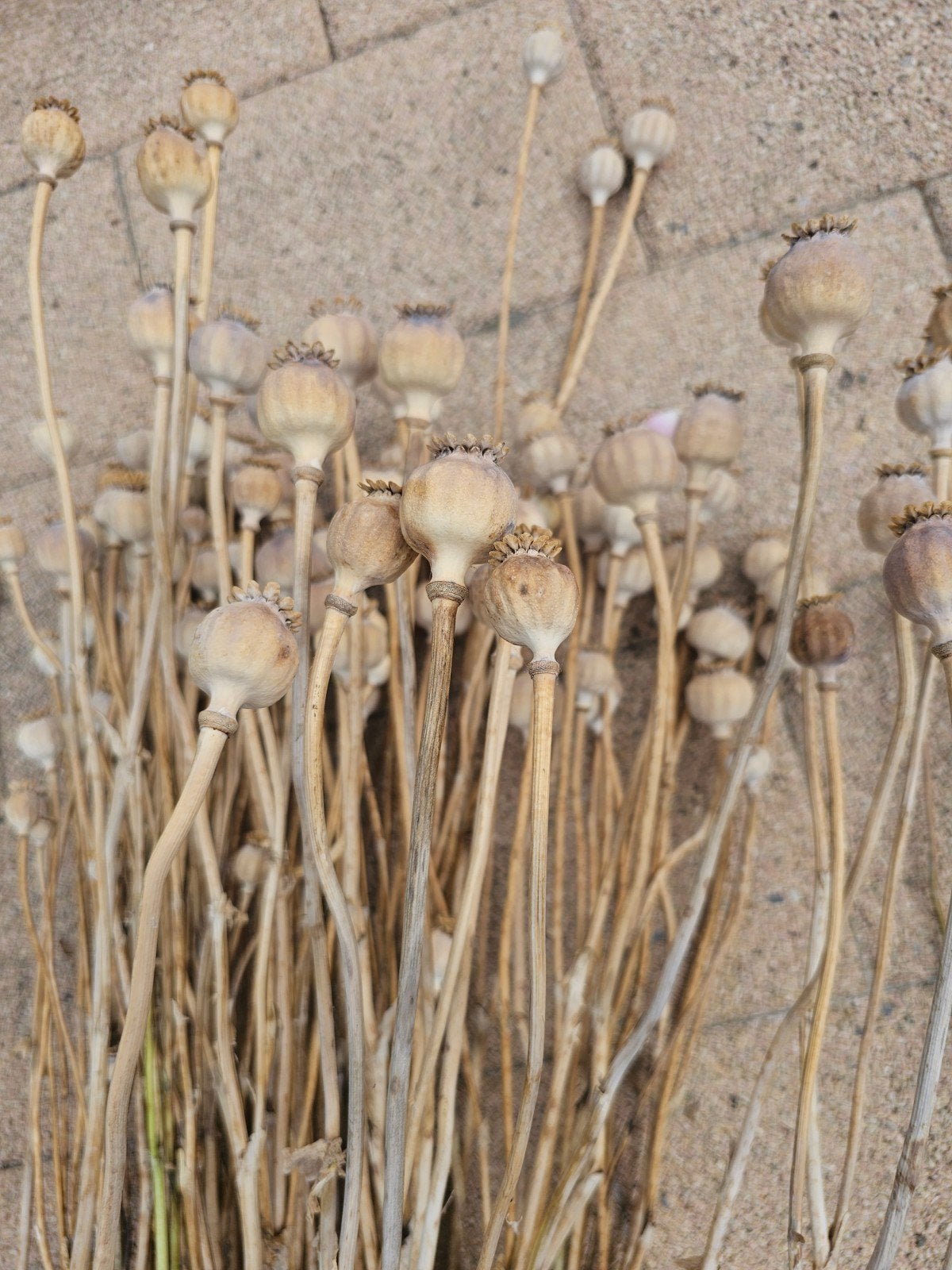 Gedroogde papaver zaaddozen - decoratie, Ophalen of Verzenden, Nieuw