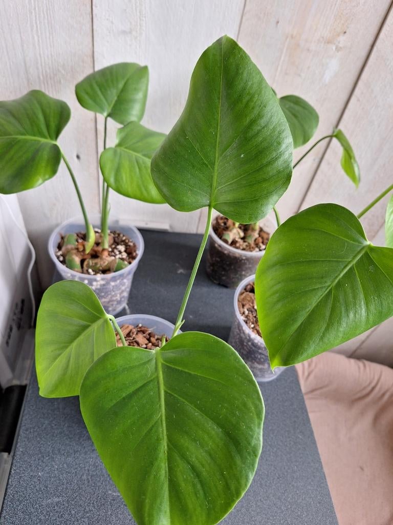 Monstera 2/3  plantjes(uit wetstick) in pot, Ophalen of Verzenden, In pot, Halfschaduw, Minder dan 100 cm