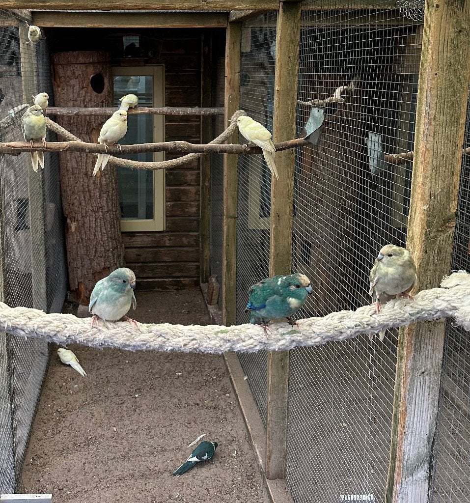 Kakarikies, Meerdere dieren, Parkiet