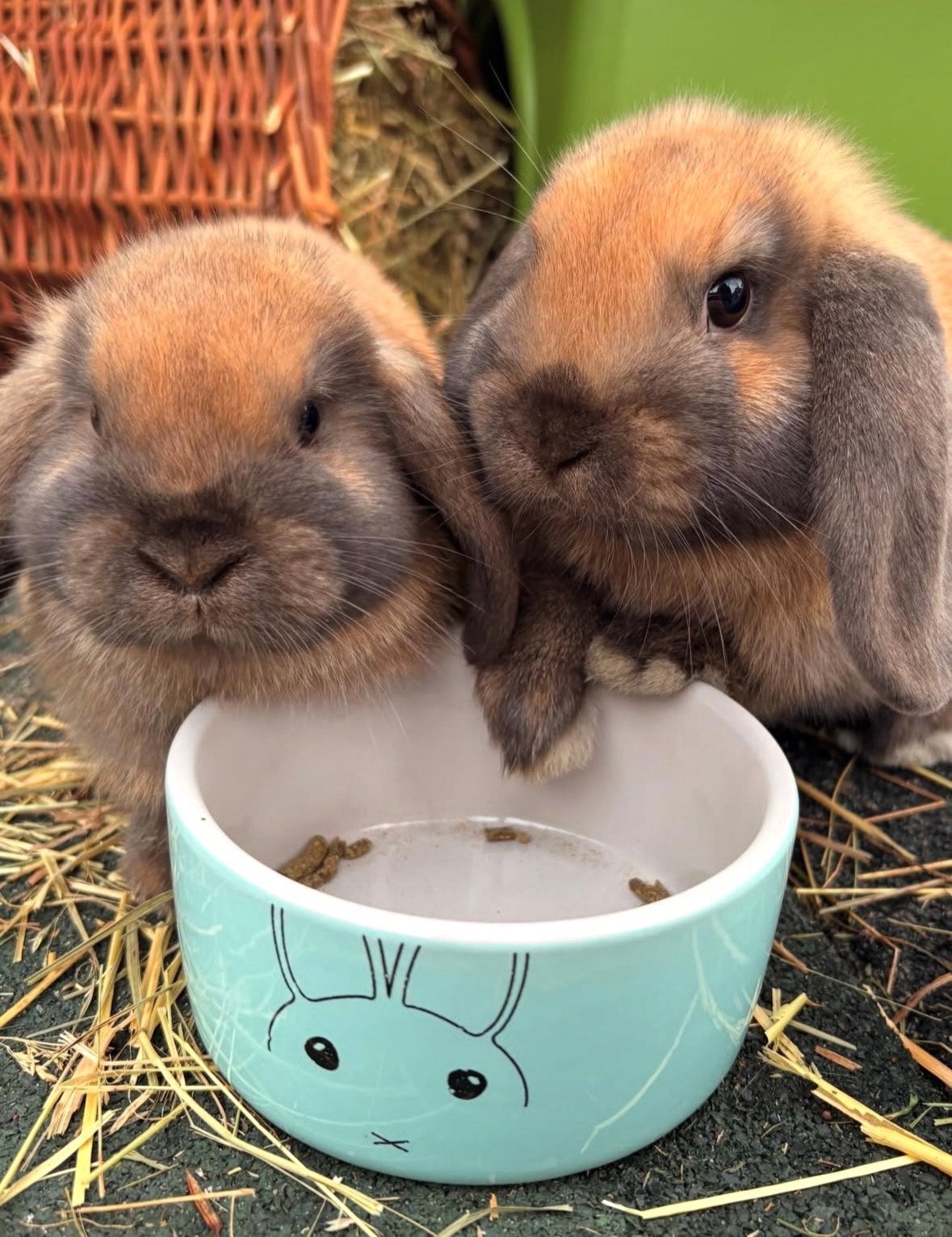 2 kleine hangoorkonijntjes, konijnenhok + alle toebehoren, Dieren en Toebehoren, Vrouwelijk, November, Overige typen, Tam