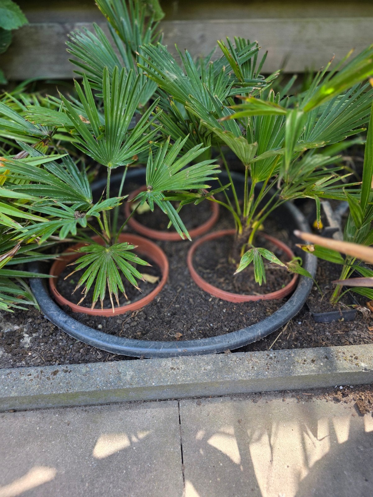 Trachycarpus wagnerianus - Jonge Planten, Ophalen, Vaste plant, Overige soorten, Volle zon