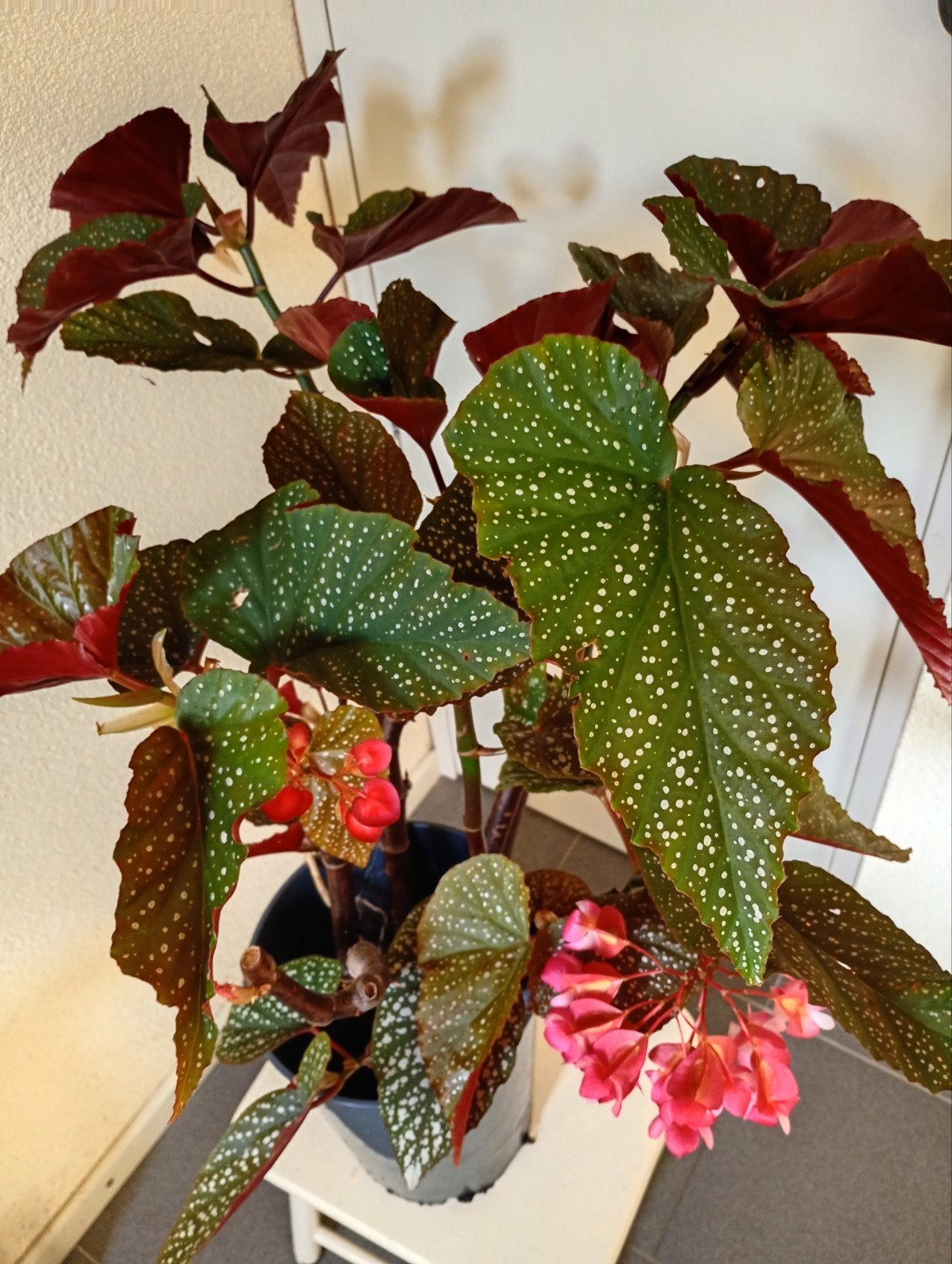 Prachtige Begonia met roze bloemen, Ophalen, Overige soorten, Halfschaduw, In pot