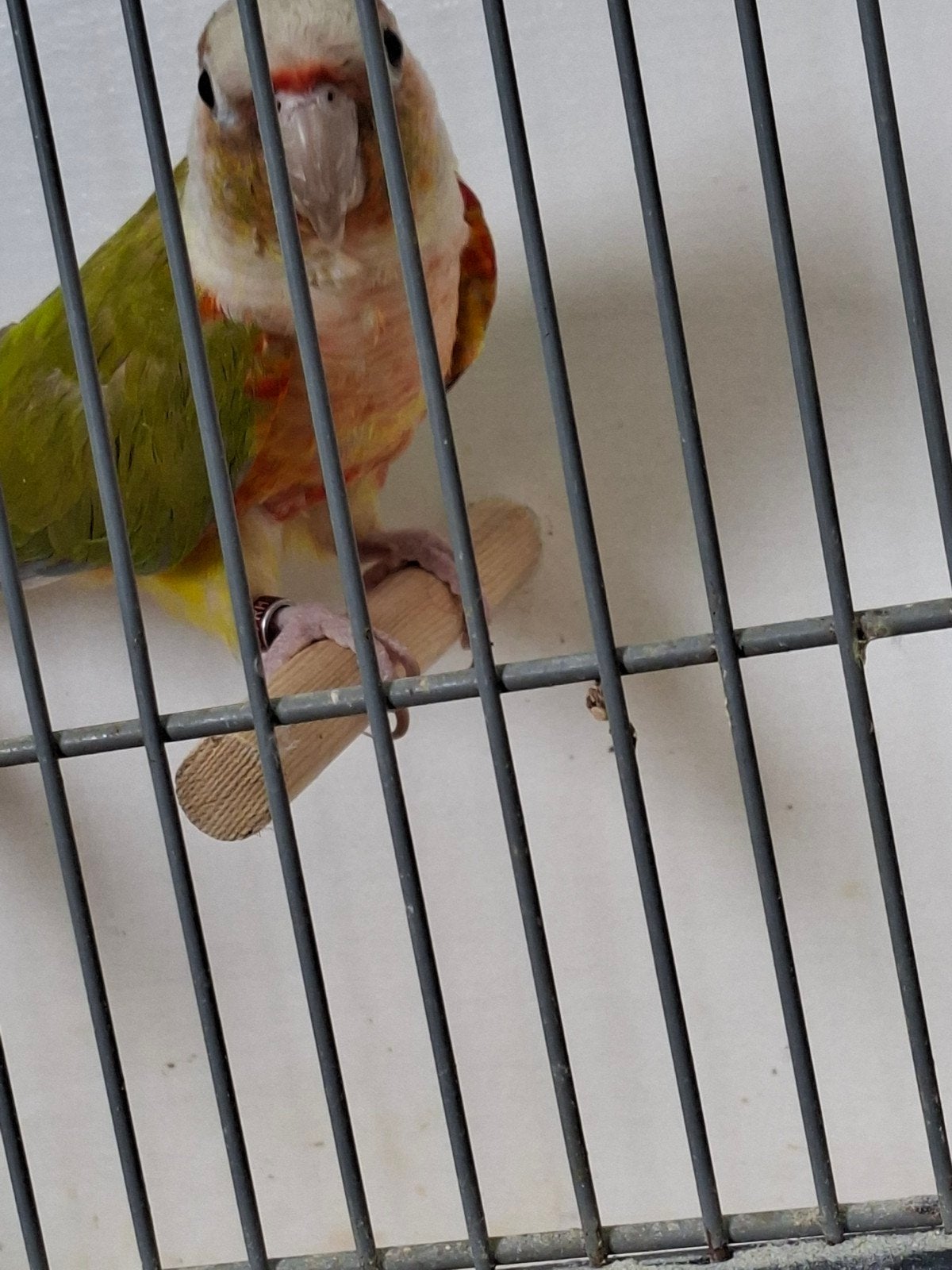 4 pyrrhurra, Dieren en Toebehoren, Vogels | Parkieten en Papegaaien, Meerdere dieren, Parkiet