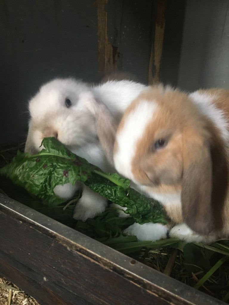 NHD xMinilop, Minder dan 60 cm, Kooi, Nieuw, Ophalen of Verzenden