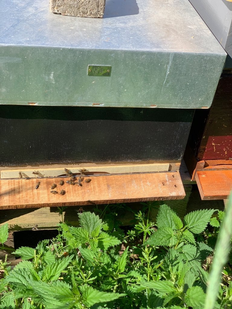 Inlands bijenvolk (Apis Mellifera Mellifera), Dieren en Toebehoren, Insecten en Spinnen, Bijen