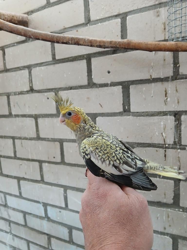 Jonge valkparkiet, Dieren en Toebehoren, Vogels | Parkieten en Papegaaien, Geslacht onbekend, Parkiet, Tam