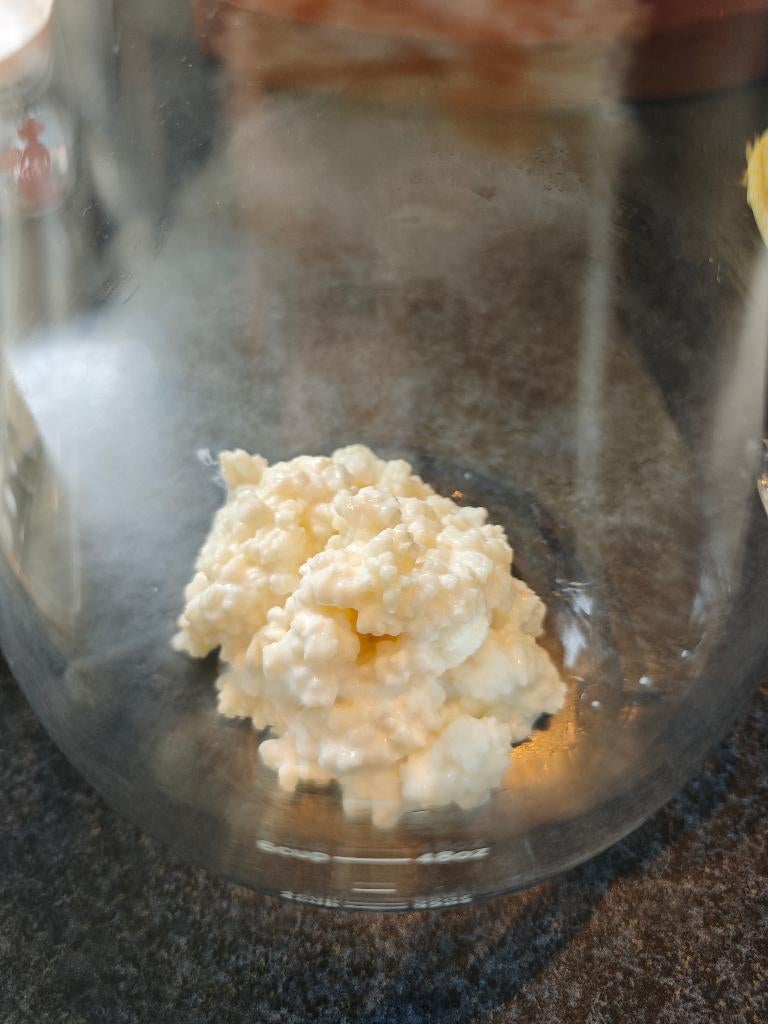 DIY melkkefir plant korrels probiotica biologisch Zeef Nijme, Ophalen of Verzenden