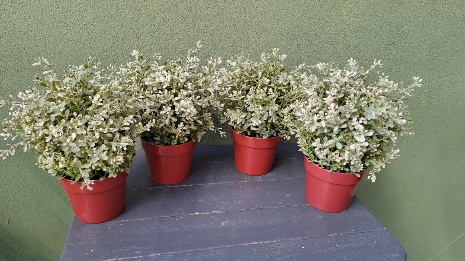 Set van 4 kunstplantjes in pot - Groen/Wit, Binnen, Met pot of vaas, Kunstplant, Onbekend
