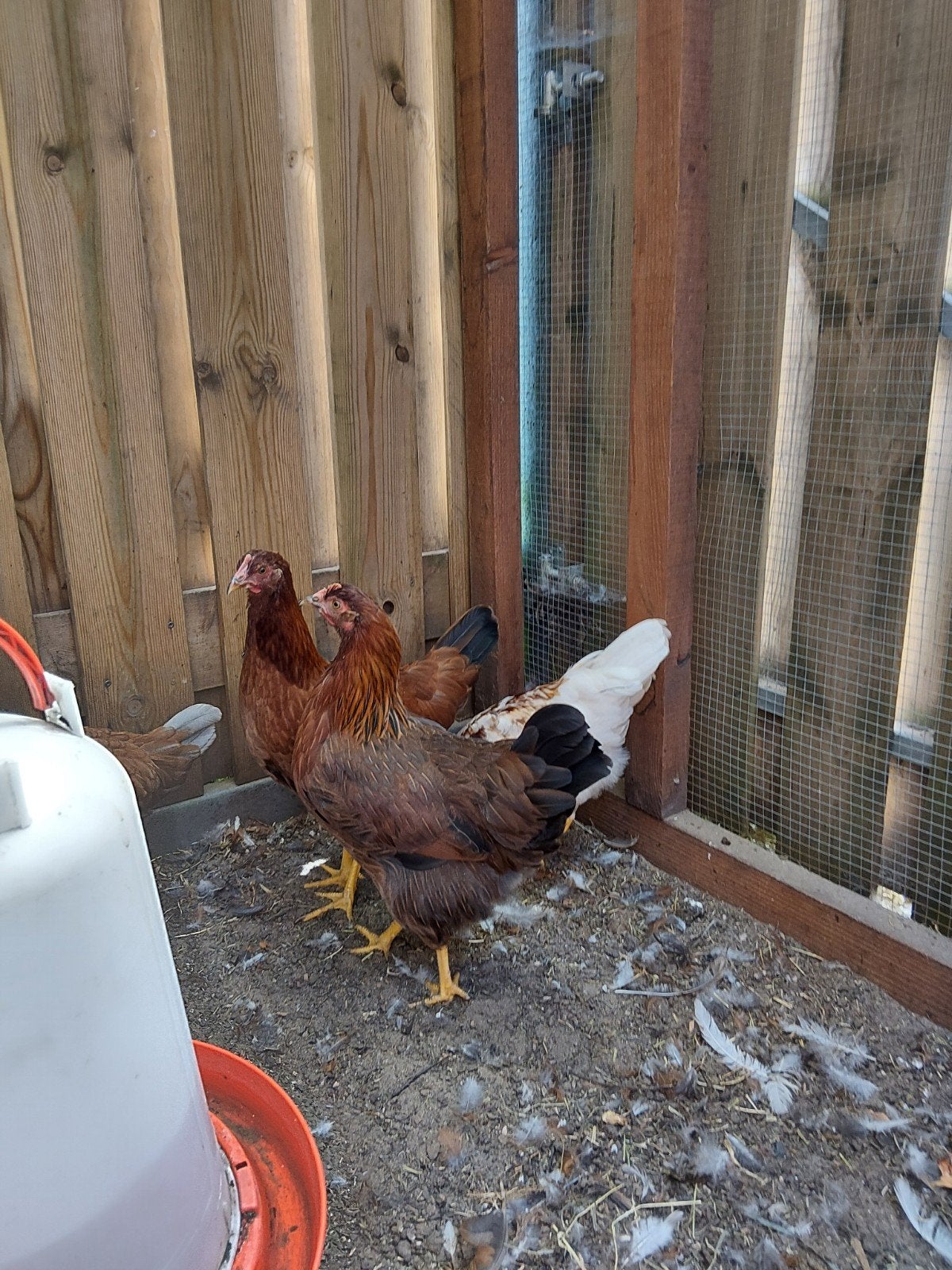 2 Jonge hennen eventueel met haan, Dieren en Toebehoren, Meerdere dieren, Kip