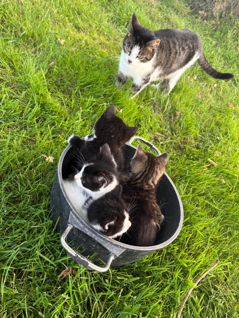 Leuke boederij kittens, Meerdere dieren
