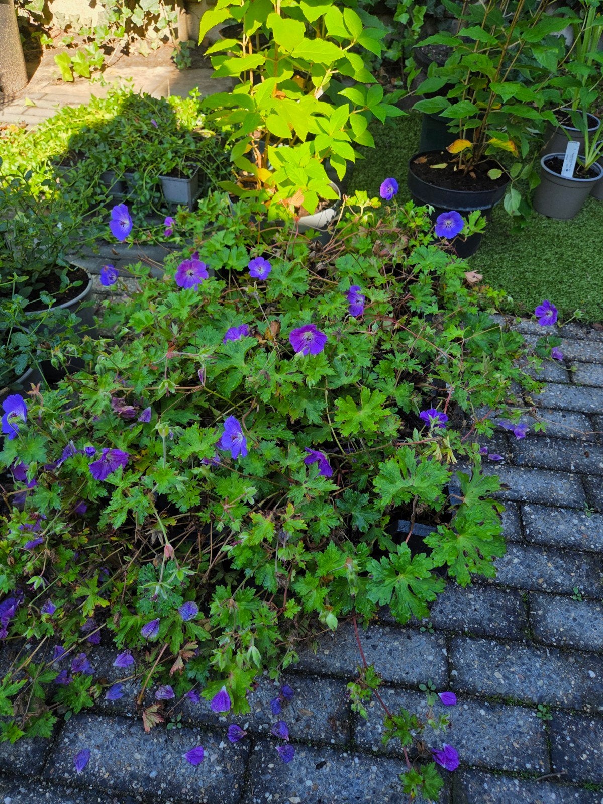 Geranium Rozanne P9, Tuin en Terras, Ophalen, Overige soorten, Volle zon