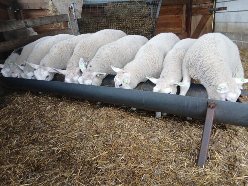 Lammeren, Dieren en Toebehoren, Schapen, Geiten en Varkens, Meerdere dieren, Schaap