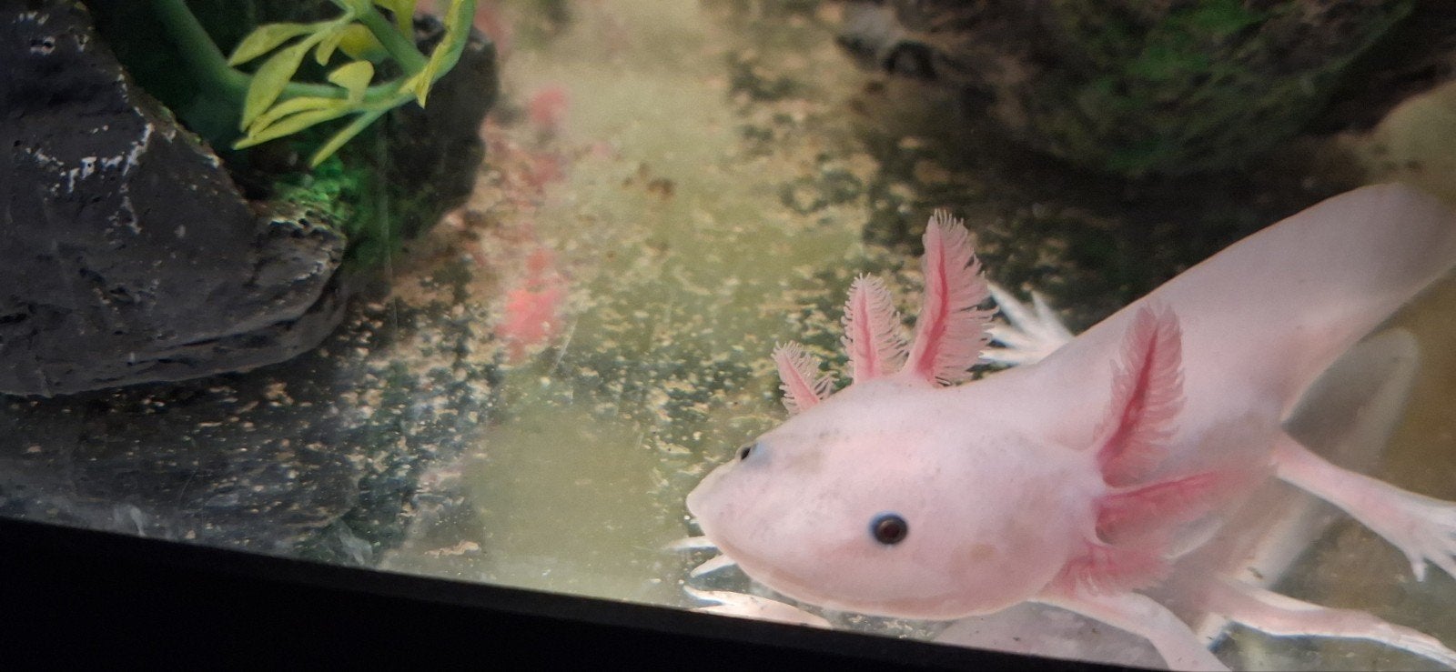 Axolotl., Amfibie, 0 tot 2 jaar