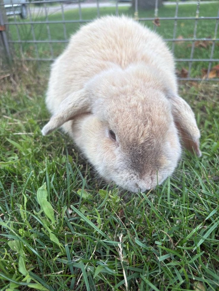 Lief NHD voedtser konijntje gratis!, Dieren en Toebehoren, Konijnen, Vrouwelijk, Dwerg, Hangoor