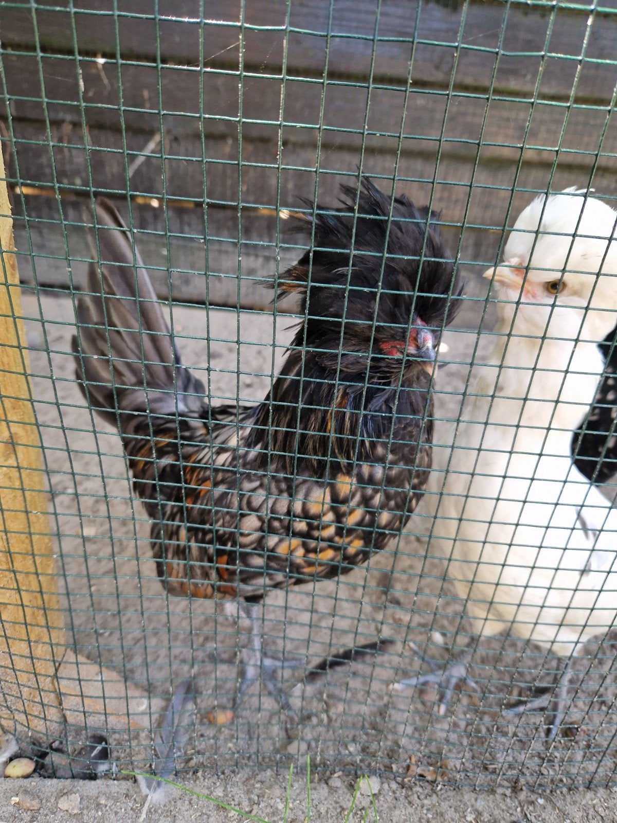 Vriendelijke Padua haan, Dieren en Toebehoren, Pluimvee, Mannelijk, Kip